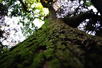 Low angle view of trees growing in forest