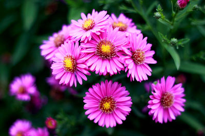 Close-up of pink osteospermums blooming outdoors