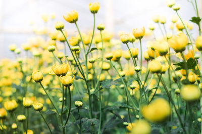 Close-up of yellow flowering plants on field