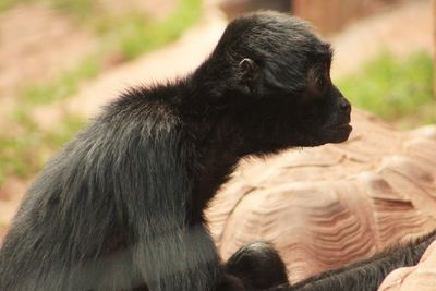 Close-up of a monkey