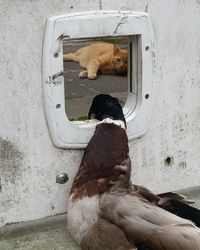 Cat sleeping in a dog