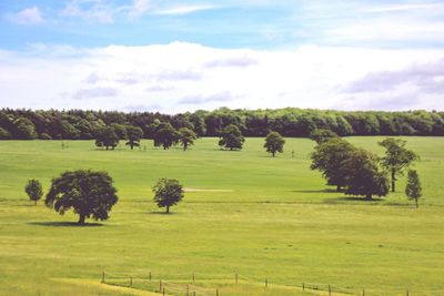 Trees on field against sky