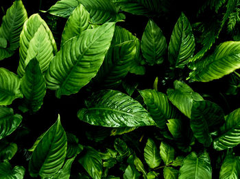 Full-frame freshness tropical leaves surface texture in dark tone as rife nature background