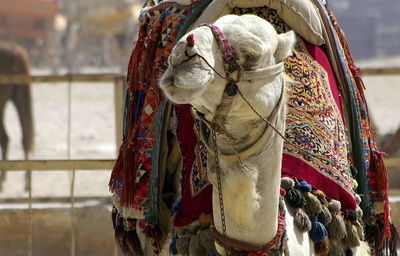 Close-up of camel