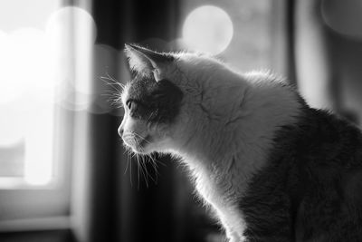 Close-up of a cat looking away