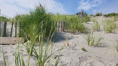 Plants growing on land against sky