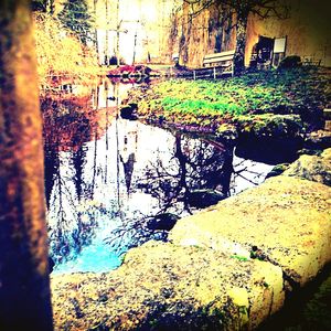 Reflection of trees in water