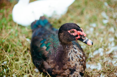 Close-up of a duck