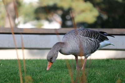 Duck on a field