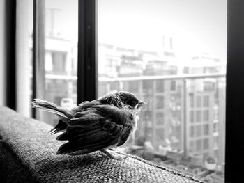 Close-up of plant against white background