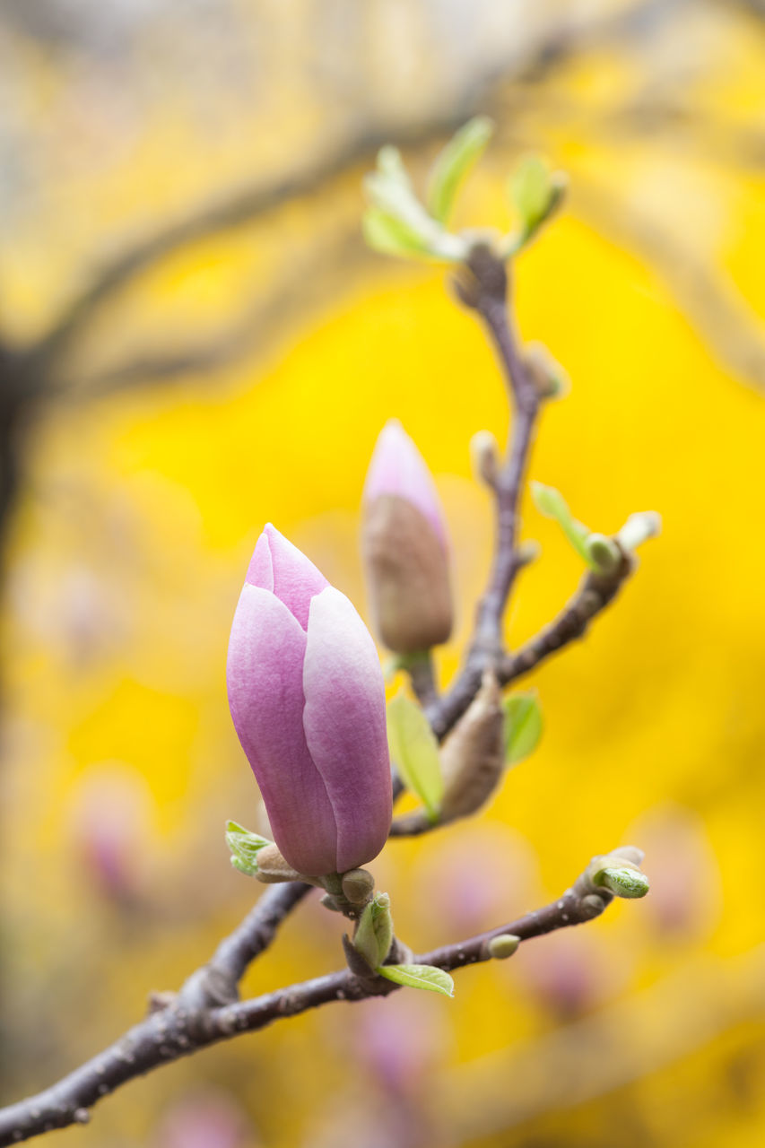 CLOSE-UP OF FRESH PURPLE FLOWER BUDS GROWING ON BRANCH