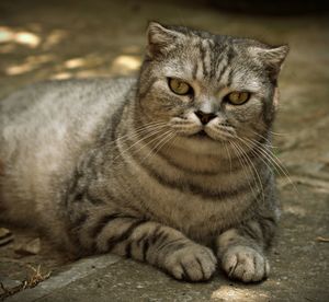 Close-up portrait of cat