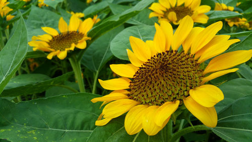 Close-up of yellow flowering plant