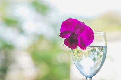 Close-up of pink flower in glass