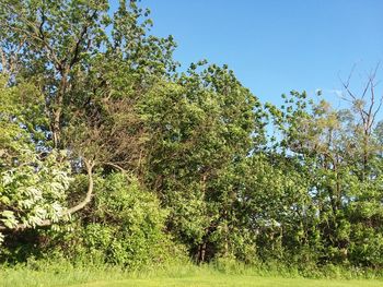 Trees growing on field against clear sky