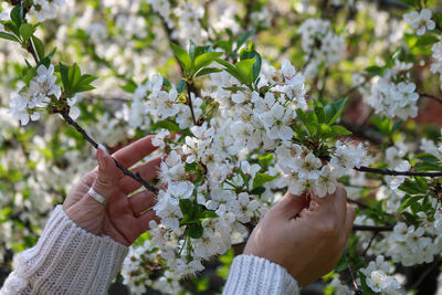 Cropped hand of woman holding white flowers