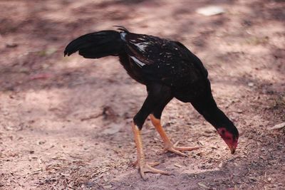 Close-up of black eating bird on field