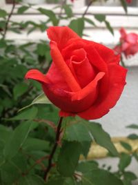 Close-up of red rose