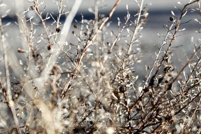 Close-up of dried plant on field