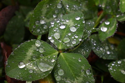 Close-up of water drops on leaf