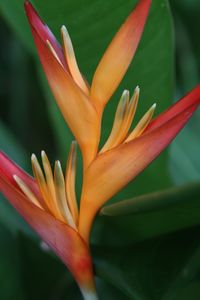 Close-up of red flowers