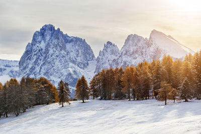 Scenic view of trees on snow covered land against sky at sunset