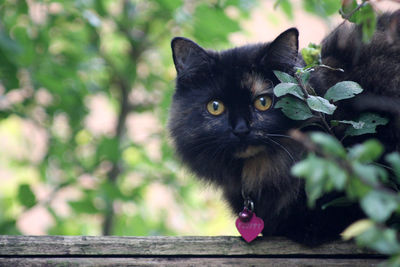 Portrait of black cat