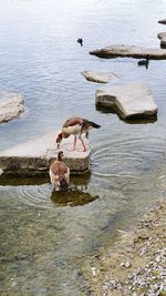 High angle view of birds in lake