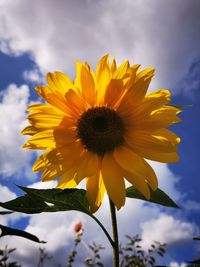 Close-up of sunflower against sky