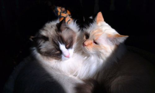 Close-up of cats lying on bed