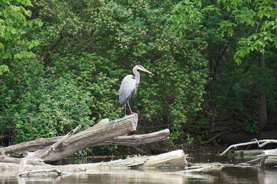 High angle view of gray heron perching on tree