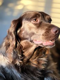 Close-up of a dog looking away