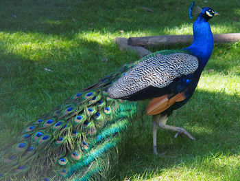 Peacock on grass in front of trees