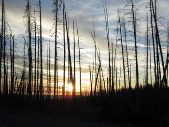 Silhouette of trees at sunset