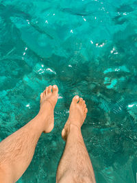 Low section of man legs in swimming pool