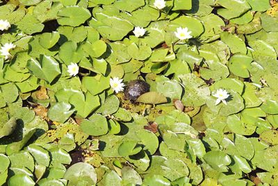 High angle view of leaves floating on lake