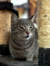 Portrait of cat sitting outdoors