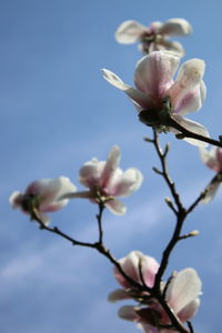 Low angle view of pink flowers blooming against sky