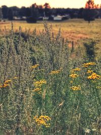 Close-up of yellow flowering plant on field