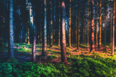 Trees in forest at night