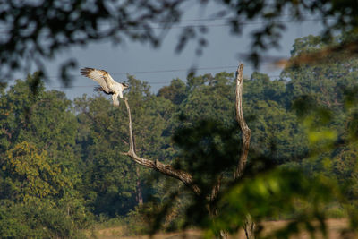 Bird flying over a forest