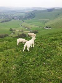 Sheep on field against sky