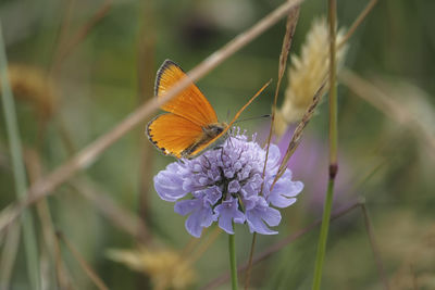 Close-up of butterfly pollinating on purple flower