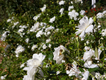 Close-up of white flowering plants