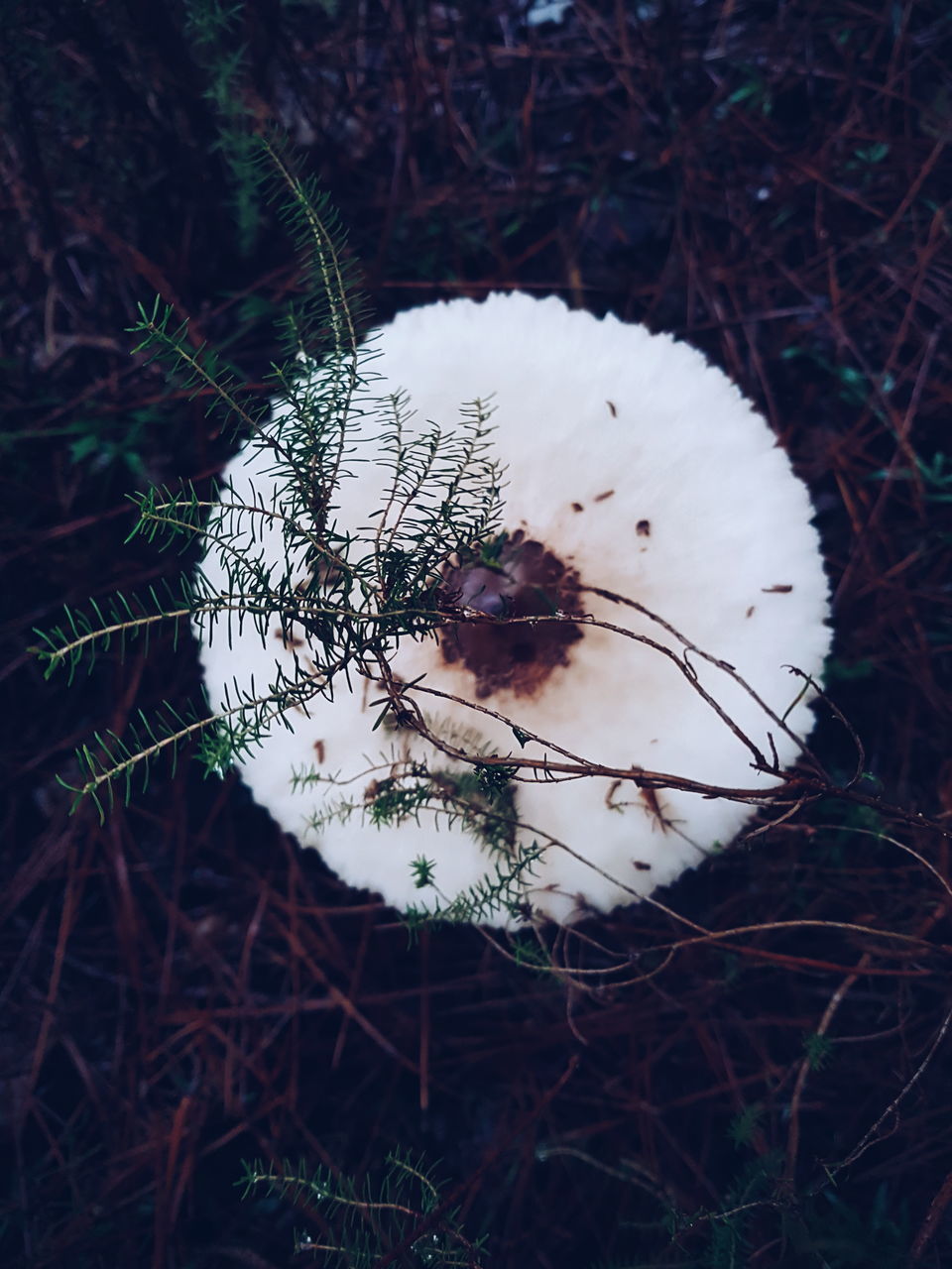 HIGH ANGLE VIEW OF MUSHROOMS GROWING ON FIELD