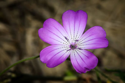 Close-up of pink flower