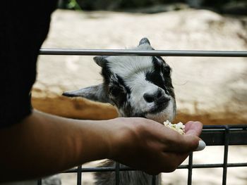 Close-up of hand holding dog