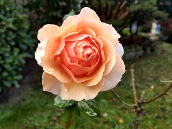 Close-up of wet rose blooming outdoors