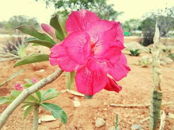 Close-up of pink flowers