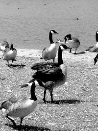 Flock of birds in water